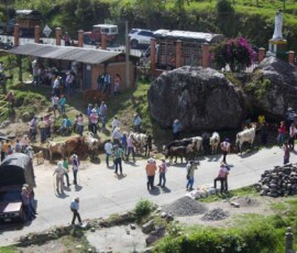 feria ganadera de pensilvania