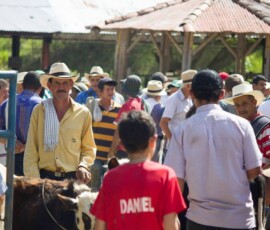 feria ganadera pensilvania